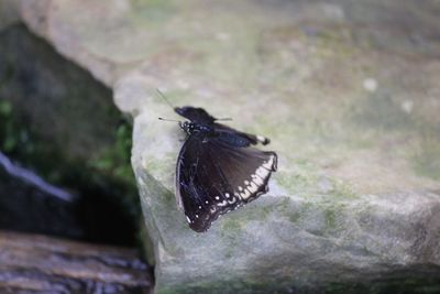 Close-up of butterfly perching on leaf