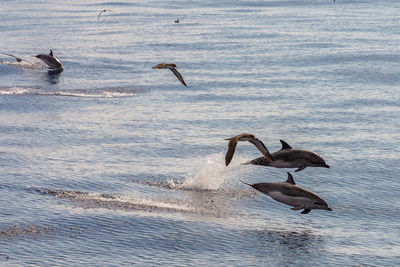 Birds flying over sea