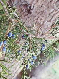 Close-up of pine tree