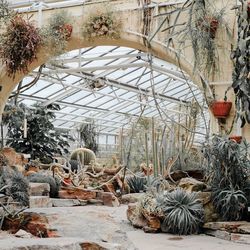 Plants growing in greenhouse