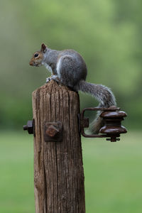 Cute grey squirrel sitting on an old gate post with natural background