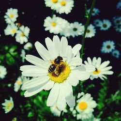 Close-up of bee pollinating flower