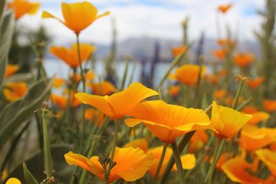 Close-up of orange flowering plants on field