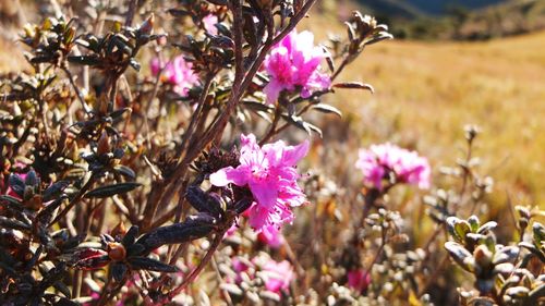 Close-up of pink flowers