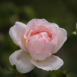 Close-up of pink rose