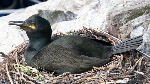 Close-up of bird perching on rock