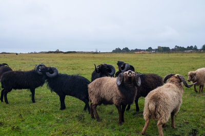 Sheep in a field