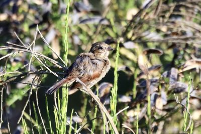 Close-up of bird perching on branch