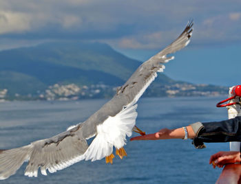 Close-up of bird flying over sea against sky