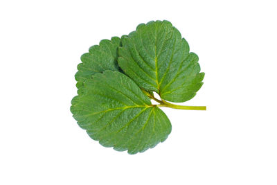 Close-up of green leaf on white background