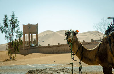 Caravan of camels in merzouga sahara desert on morocco ,dromedary camel in sahara desert,