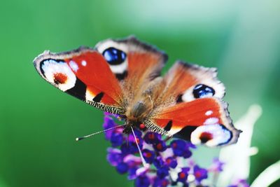 Close-up of butterfly pollinating on flower