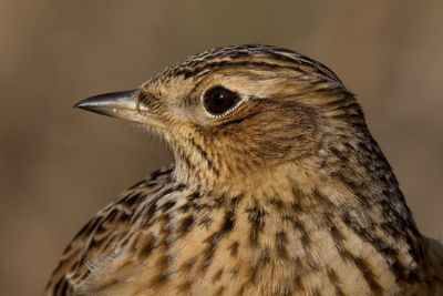 Close-up of a bird looking away