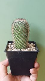 Close-up of hand holding cactus plant