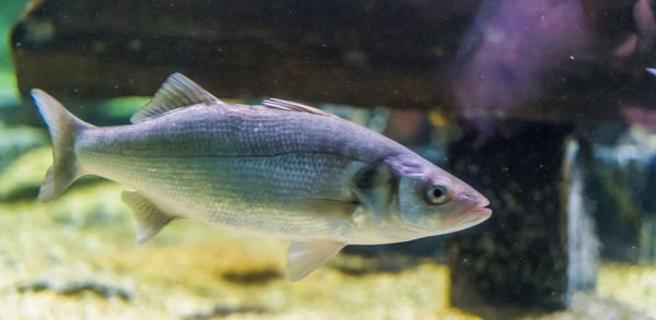 Fish swimming in aquarium