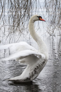 Swan floating on a lake