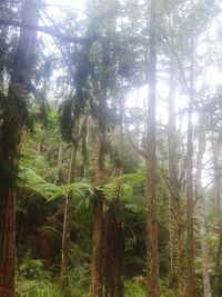 Trees in forest