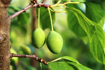 Close-up of fruit growing on tree