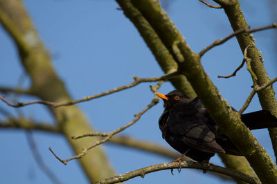 Low angle view of bird perching on branch