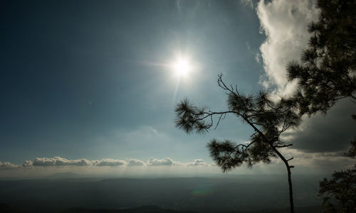 Low angle view of trees against sky