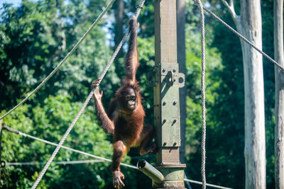 Monkey hanging on tree