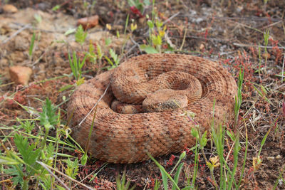 Close-up of lizard on field