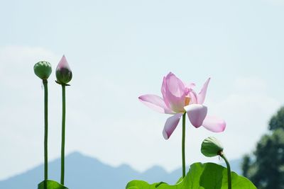 Close-up of pink flowers