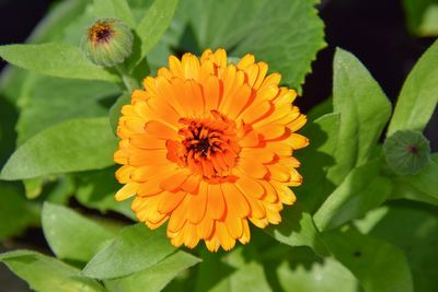 Close-up of honey bee pollinating flower