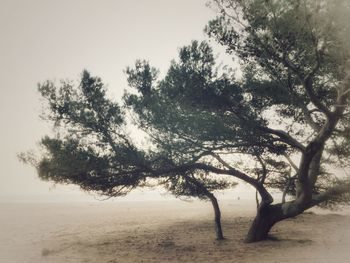 Trees on landscape against sky