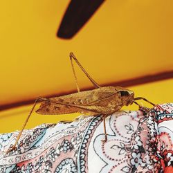 Close-up of butterfly on yellow leaf