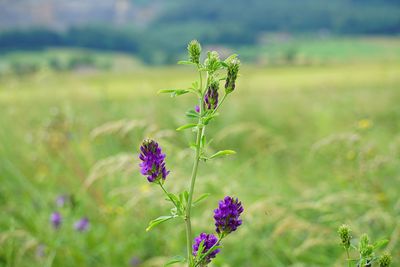 Close-up of purple flowering plant on field