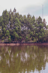 Trees by lake in forest against sky