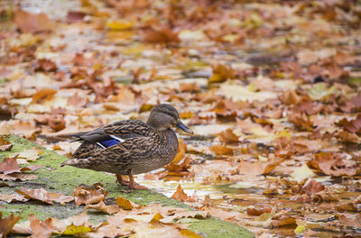 Bird perching on leaves