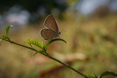 nature