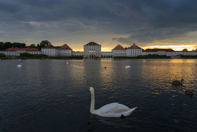 Swan swimming in lake against sky during sunset