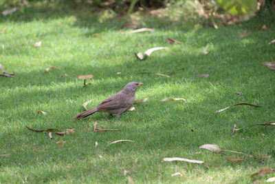 Bird perching on field