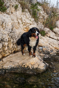 Dog standing on rock