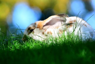 Close-up of a rabbit on field