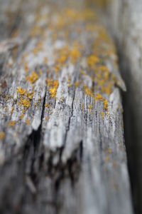 Close-up of lichen on tree trunk