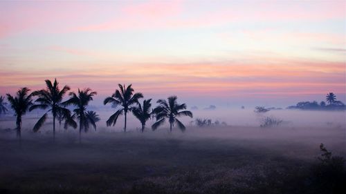 Palm trees on landscape against sky at sunset