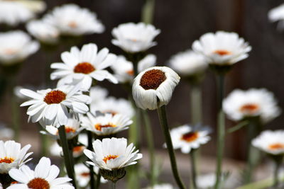 Close-up of white daisy flowers