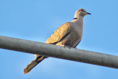 Low angle view of bird perching on railing against sky