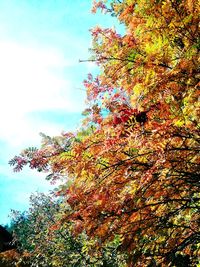 Low angle view of maple tree against sky