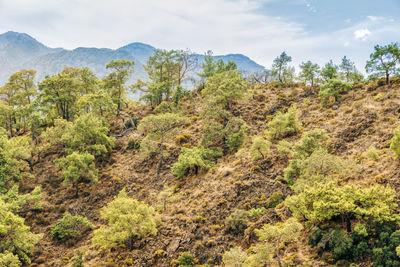 Scenic view of trees and mountains against sky