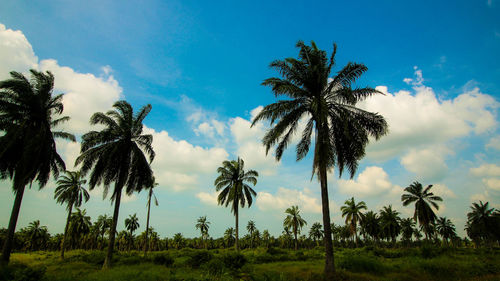 Low angle view of palm trees against sky