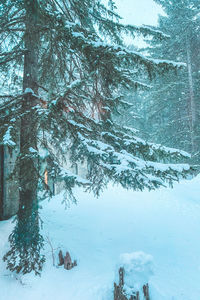 Trees on snow covered landscape