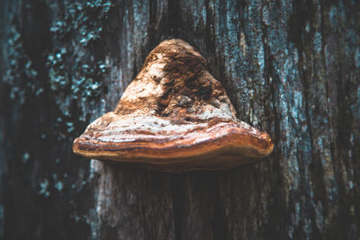 Close-up of tree trunk on wood in forest