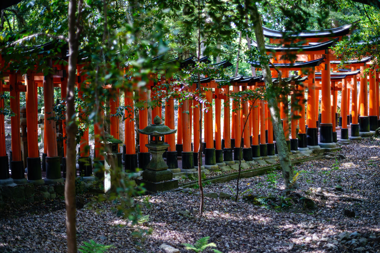 plant, tree, religion, belief, nature, spirituality, temple - building, place of worship, no people, architecture, built structure, growth, day, culture, flower, garden, outdoors, shrine, tradition, land, hanging, in a row, autumn, building, forest