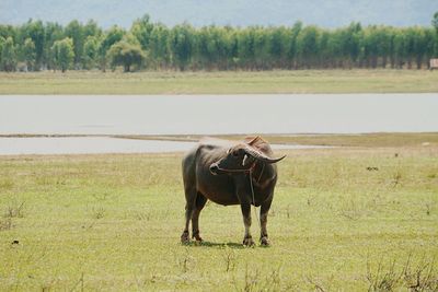 Buffalo on field against sky