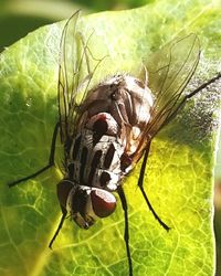 Close-up of insect on leaf